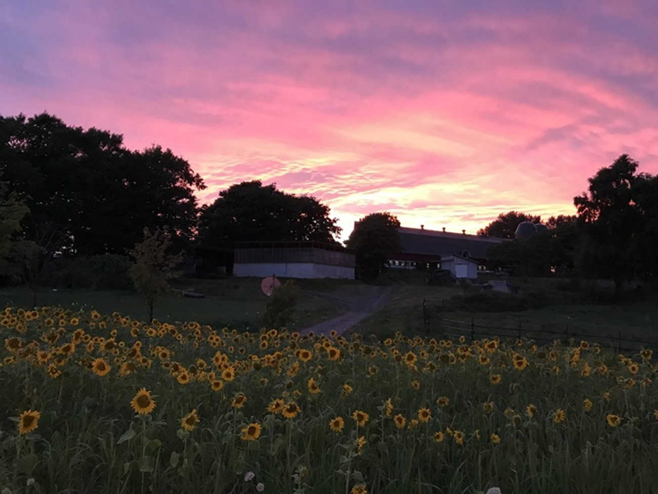 夕日